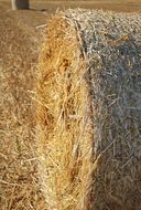 hay bale after harvesting close-up