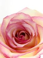 delicate white pink rose flower