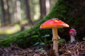 incredibly handsome Fly Agaric Mushrooms