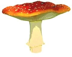 fly agaric on a bright white background