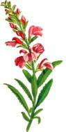 painted bright spring flower