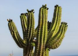 Cyprus Ayia Napa big Cactus