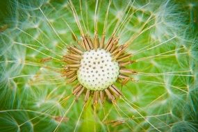 dandelion core close up