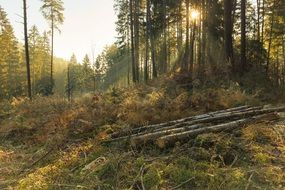 incredibly handsome Forest