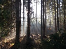 sunlight between tree trunks in the forest