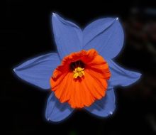 blue red narcissus