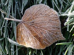 Ice Leaf Frozen Winter Frost