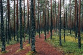 Landscape of the path in the forest