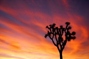 joshua tree amid colorful sunset in California