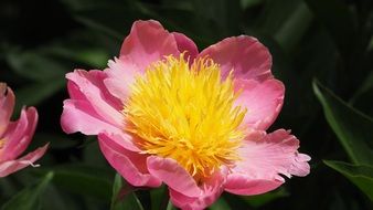 pink flower with a yellow center