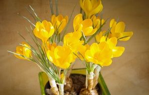 Beautiful yellow crocus flowers in the pot