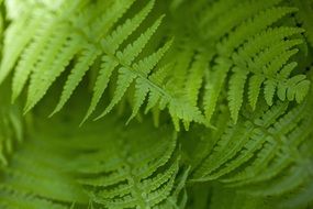 macro photo of natural green fern leaves