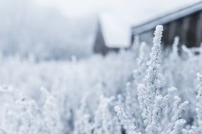 hoarfrost on plants in the countryside