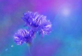 cornflower in violet rays