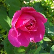 pink rose bud on a green bush