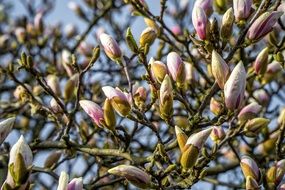 unblown magnolia buds on a tree