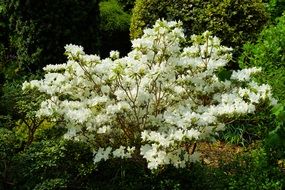 blooming white rhododendron in Garden