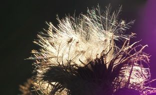 Thistles at the back light close-up