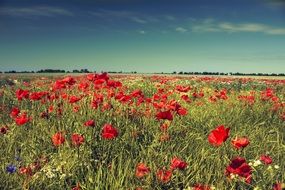 Meadow with Poppies, Summer landscape