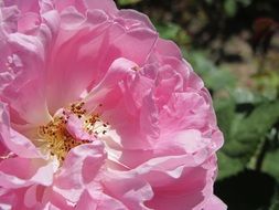 Macro Picture of pink Flower