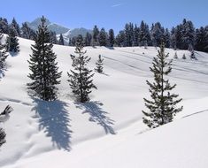 pine trees in the snowy alpine landscape