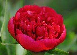 lush red peony closeup
