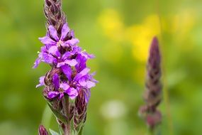 purple medicinal flower close-up