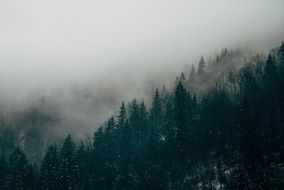 fog over dark green mountain forest