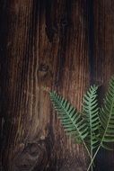 Fern on the table