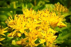 wild yellow flowers in spring