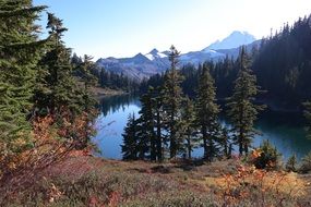 dense forest by the lake in the mountains