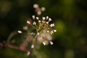 blooming weed