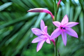 Violet Sophronitella, blooming Orchid