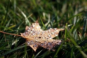dry maple leaf in dew