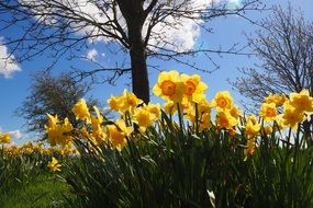 Yellow Daffodils blooming in spring garden