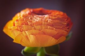 orange ranunculus