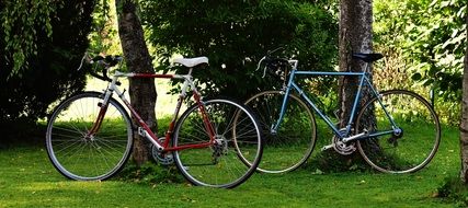 red and blue bikes by the trees