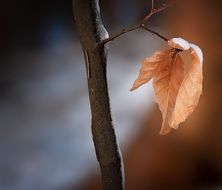 dry brown leaf on a tree in autumn