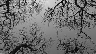 Trees Branches Sky Forest Gray