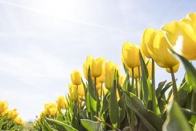 field of yellow tulips, netherlands