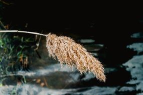 dry plant on the lake background