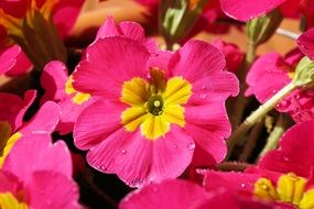pink yellow primrose flowers