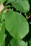 Close up photo of green leaves