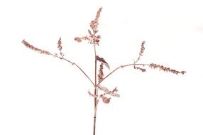 Plant Dry drawing