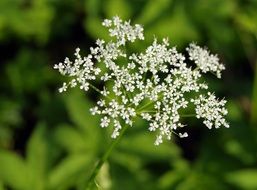 heracleum, hogweed, white blossom