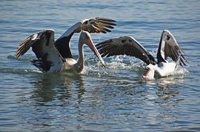 Australian Pelicans in the wildlife