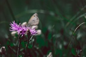 Butterfly Wigs Knapweed