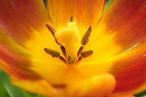 core of the bright tulip close-up on blurred background