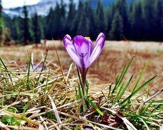 purple crocus on the field