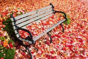 autumn fall leaves on bench
